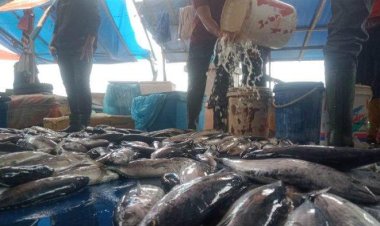 Harga Ikan di Pasar TPI Meulaboh Aceh Barat Turun, Tapi Daya Beli Tetap Kurang, Ini Rinciannya