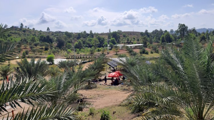 Kebun Kurma Barbate di Aceh Terasa Seperti di Timur Tengah