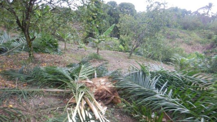 Gajah Kembali Obrak-abrik Kebun Warga di Kec. Trumon Timur, BKSDA Diminta Segera Ambil Langkah Konkret