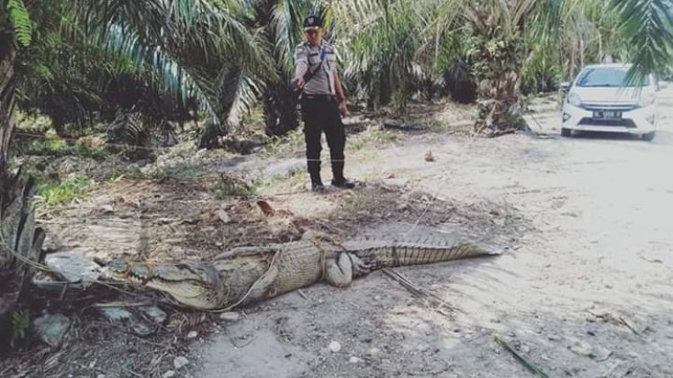 Warga Kec. Banda Muilia, Aceh Tamiang tangkap buaya pemangsa ternak warga