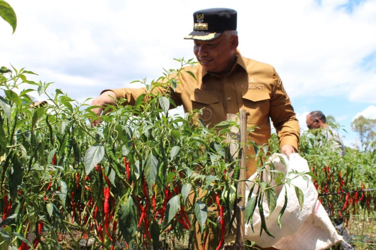 Pj. Bupati Aceh Tengah Tinjau Panen Cabai Merah di Kec.Ketol