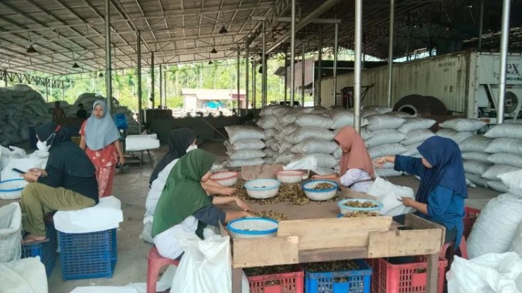Kehadiran Pabrik Perebusan Pinang PT PGI, Mengurangi Angka Pengangguran di Kec.Badar, Aceh Tenggara